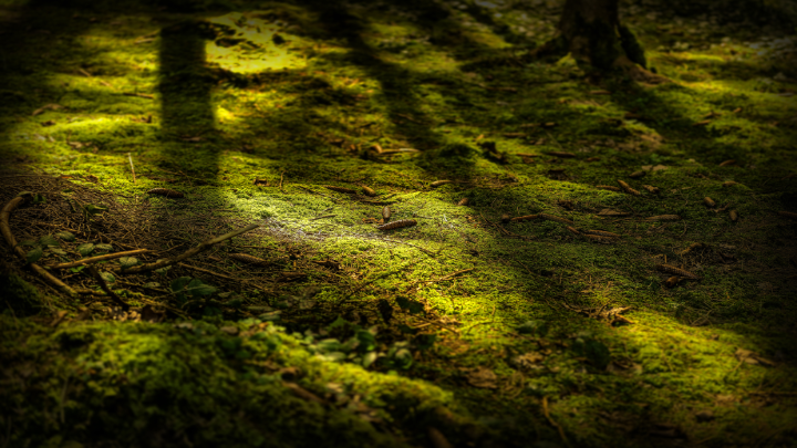 Soll (wieder) ein Wald sterben in Adendorf ?