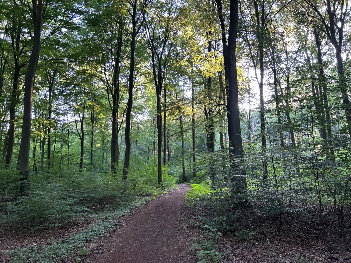 Papageienweg - Plan und Wirklichkeit