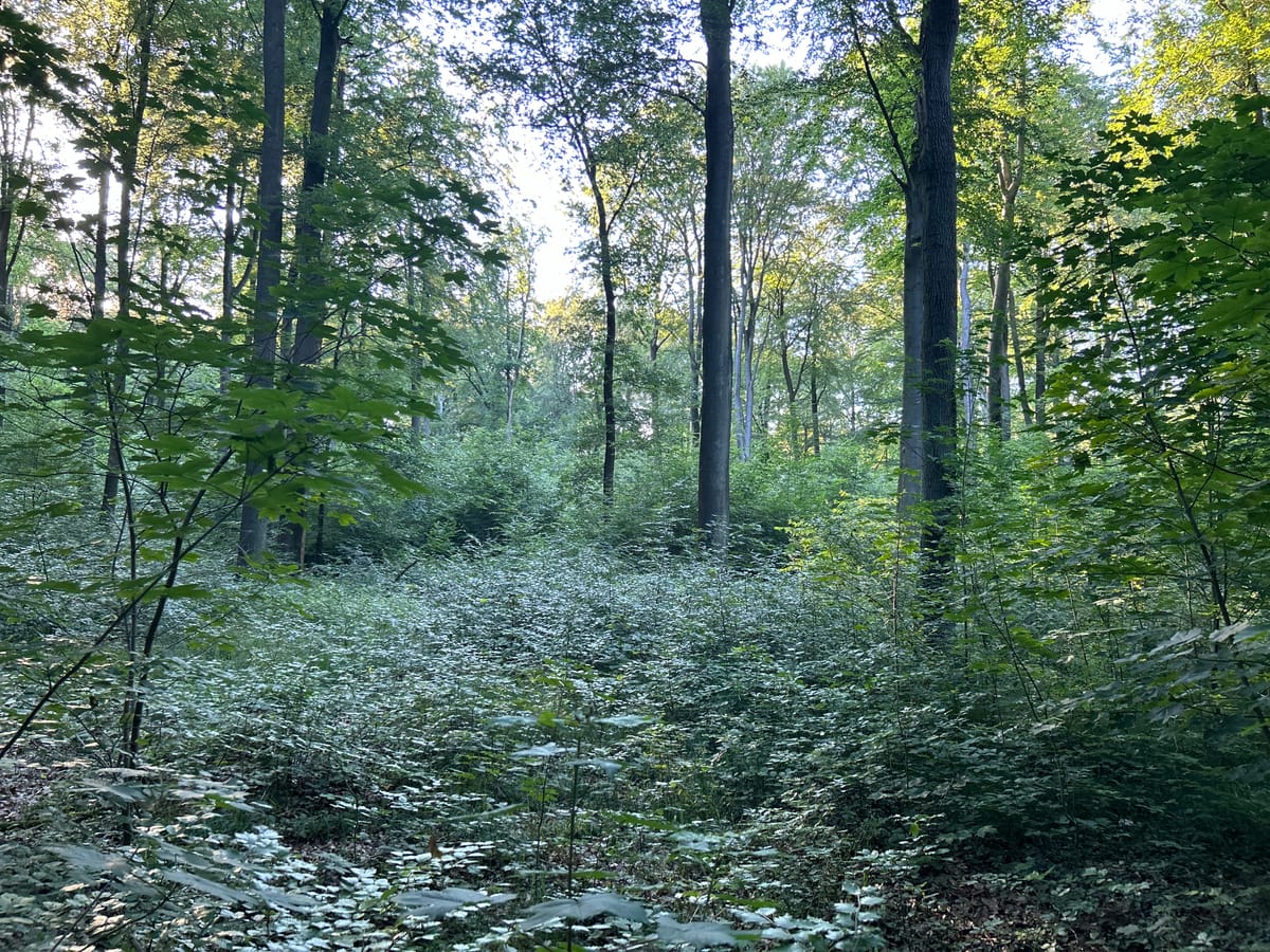 “Weil wir’s können” der Rat genehmigt Bauplanung mit nur 12 m Waldabstand