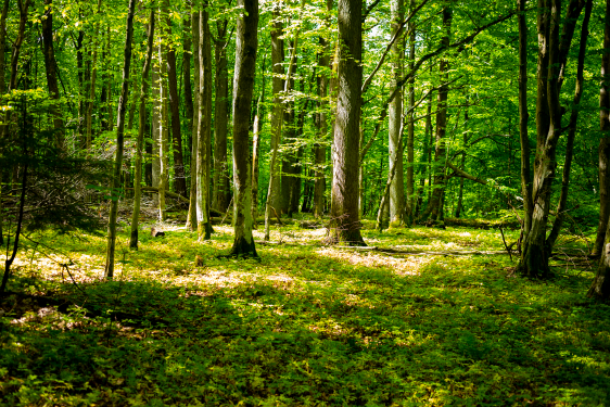 Treffen in der Köthener Heide