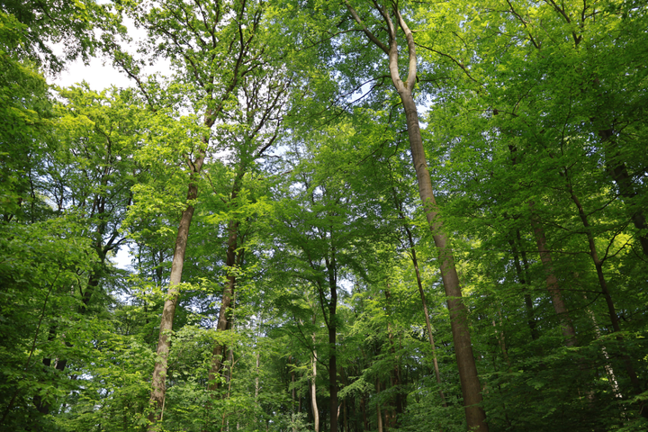 Baugebiet “Steinbergkoppel Ost” - wir haben Fragen …