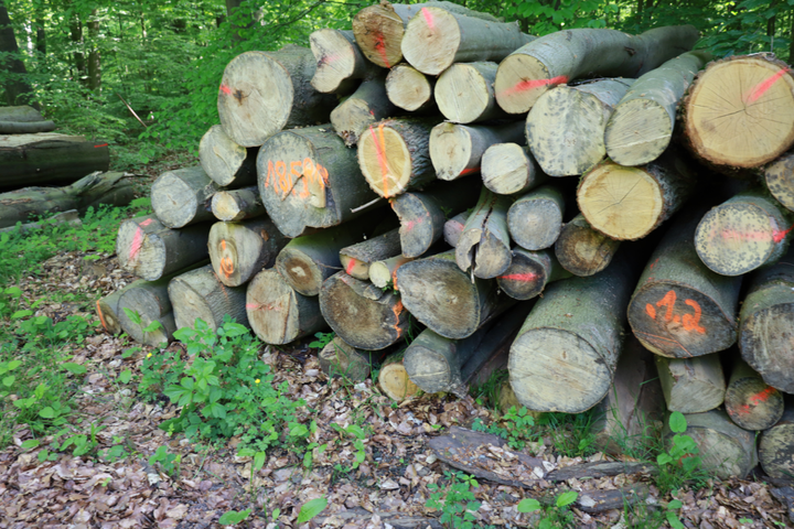 Leserbrief zum Thema Waldvernichtung in der LZ