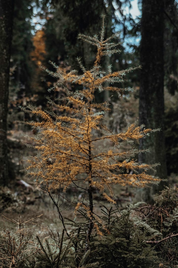 Kein Denken an Bedenken